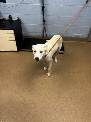 Shelter Stray Male Dog last seen Near Bond Dr Ellenwood, GA 30294, 30294, GA, Atlanta, GA 30341