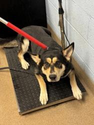 Shelter Stray Male Dog last seen , GA , Atlanta, GA 30341