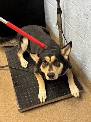 Shelter Stray Male Dog last seen , GA , Atlanta, GA 30341