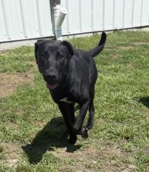 Shelter Stray Female Dog last seen Vanceboro, NC 28586, New Bern, NC 28562