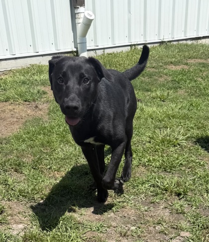 Shelter Stray Female Dog last seen Vanceboro, NC 28586, New Bern, NC 28562