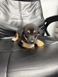 Shelter Stray Female Dog last seen The Homesteads, TX 76009, Alvarado, TX 76009