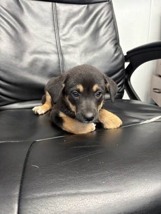 Shelter Stray Female Dog last seen The Homesteads, TX 76009, Alvarado, TX 76009