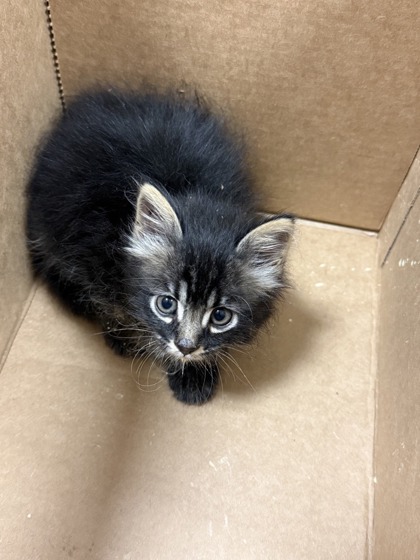 Shelter Stray Female Cat last seen Near Abston, 75150, TX, Mesquite, TX 75149