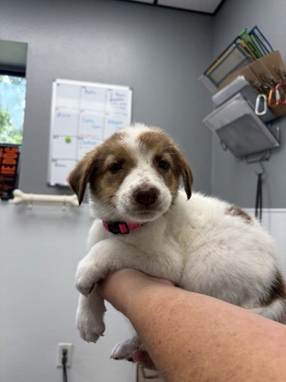 Shelter Stray Female Dog last seen The Homesteads, TX 76009, Alvarado, TX 76009