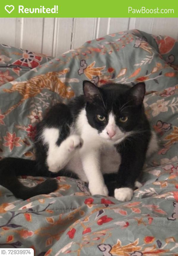 Reunited Female Cat last seen Near W Girard Ave, Philadelphia, PA 19123, USA, Philadelphia, PA 19123