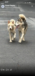 Found/Stray Female Dog last seen Chamblee Dunwoody near Harts Mill, Atlanta, GA 30341