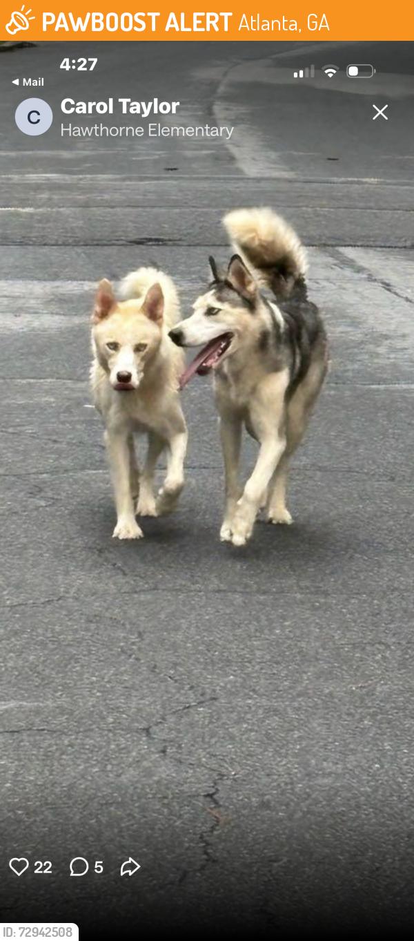 Found/Stray Female Dog last seen Chamblee Dunwoody near Harts Mill, Atlanta, GA 30341