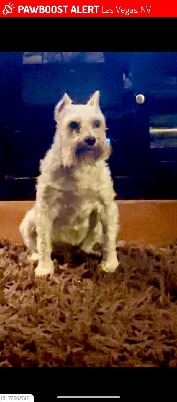 Lost Female Dog last seen El Campo 89130 next to Jones, Las Vegas, NV 89130