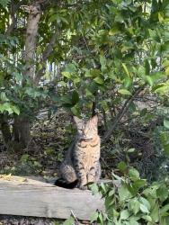 Lost Female Cat last seen Near by hse, San Juan Capistrano, CA 92675