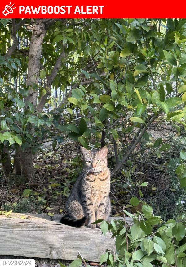Lost Female Cat last seen Near by hse, San Juan Capistrano, CA 92675