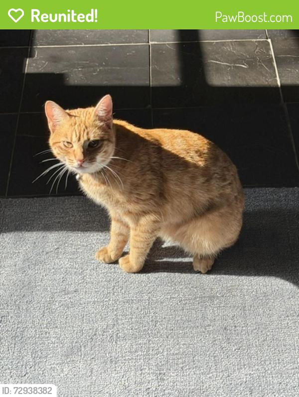 Reunited Male Cat last seen Overlook Dr and Linwood Dr 2 blocks from Avondale Park, Birmingham, AL 35222