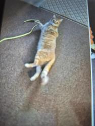 Reunited Female Cat last seen Mixing Dr bar never nj, Barnegat Township, NJ 08005