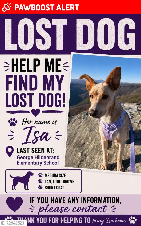 Lost Female Dog last seen George hildebran elementary , George Hildebran School Rd, NC 28612