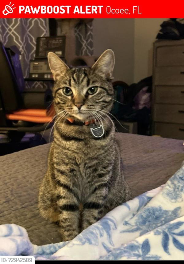 Lost Female Cat last seen Log Landing Drive in the Crown Point Woods Subdivision, Ocoee, FL 34761