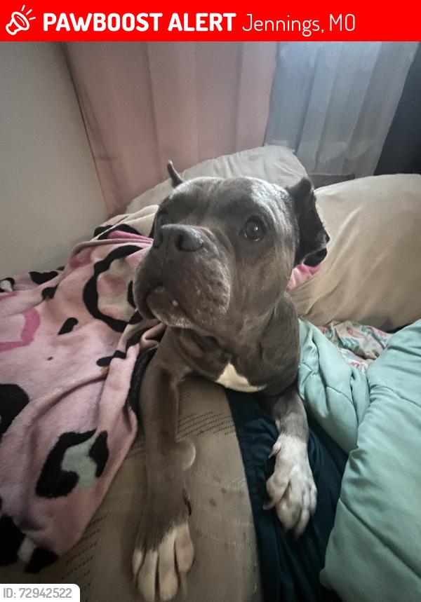 Lost Female Dog last seen Jennings MO USA, Jennings, MO 63136