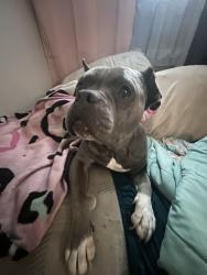 Lost Female Dog last seen Jennings MO USA, Jennings, MO 63136
