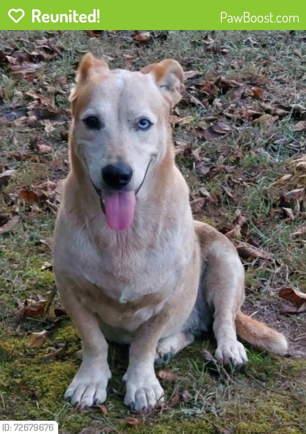 Reunited Female Dog last seen Hwy 62 (Gallups Xrd) and Hwy 280, Harpersville, AL 35078