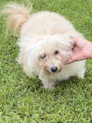Found/Stray Female Dog last seen 1st and 58th streets , Vero Beach, FL 32968