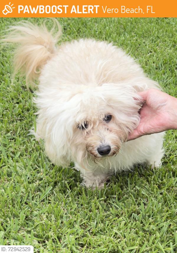 Found/Stray Female Dog last seen 1st and 58th streets , Vero Beach, FL 32968