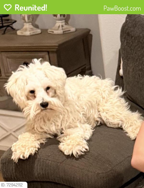Reunited Female Dog last seen 90th and quincy, Lubbock, TX 79424