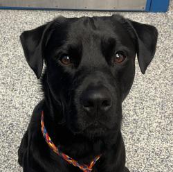 Shelter Stray Male Dog last seen S Beech Dr & W Alameda Pkwy, Lakewood, CO, 80228, Golden, CO 80401