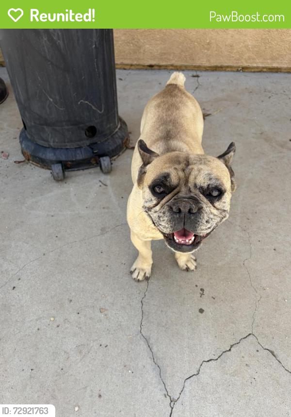 Reunited Female Dog last seen 27th st by Columbia , Lancaster, CA 93535