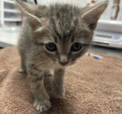 Shelter Stray Female Cat last seen Near Marcos Street, San Marcos, CA, 92069, Escondido, CA 92027