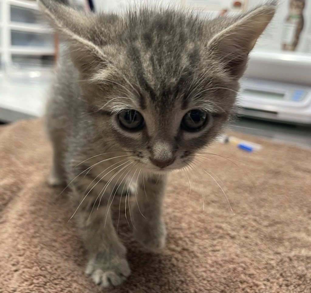 Shelter Stray Female Cat last seen Near Marcos Street, San Marcos, CA, 92069, Escondido, CA 92027