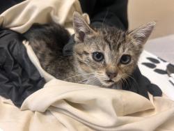Shelter Stray Female Cat last seen Near El Pico, Vista, CA, 92083, Oceanside, CA 92058