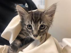 Shelter Stray Male Cat last seen Near El Pico, Vista, CA, 92083, Oceanside, CA 92058