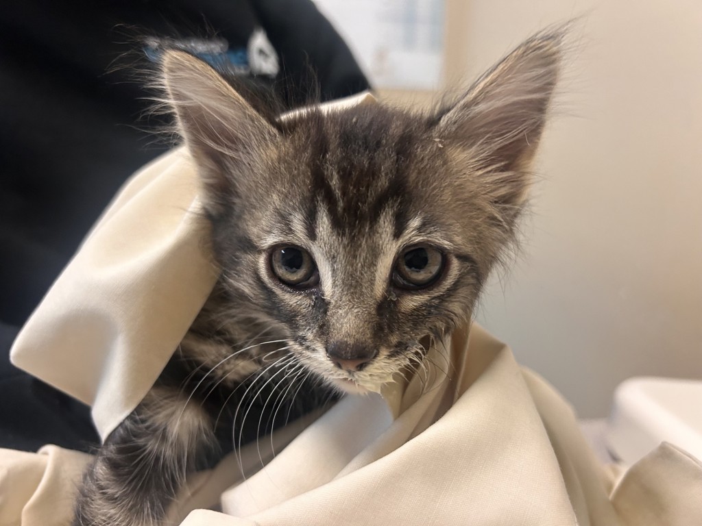 Shelter Stray Male Cat last seen Near El Pico, Vista, CA, 92083, Oceanside, CA 92058
