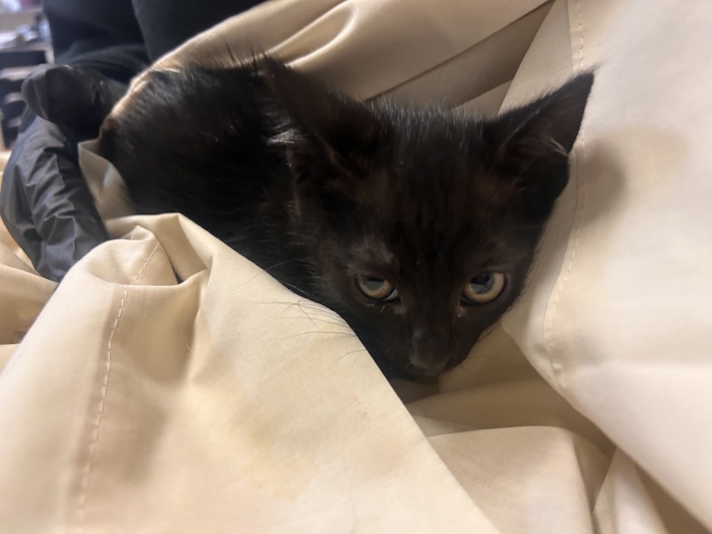 Shelter Stray Male Cat last seen Near El Pico, Vista, CA, 92083, Oceanside, CA 92058