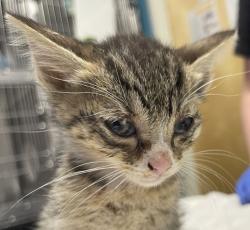 Shelter Stray Male Cat last seen Near Sycamore Drive, Vista, CA, 92083, Escondido, CA 92027