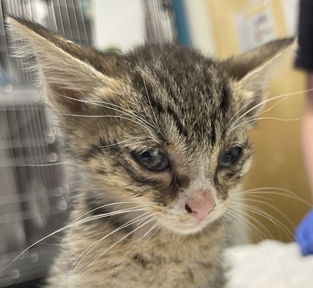 Shelter Stray Male Cat last seen Near Sycamore Drive, Vista, CA, 92083, Escondido, CA 92027