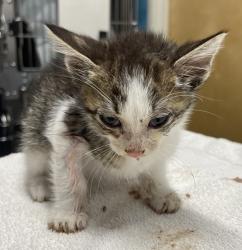 Shelter Stray Male Cat last seen Near Sycamore Drive, Vista, CA, 92083, Escondido, CA 92027