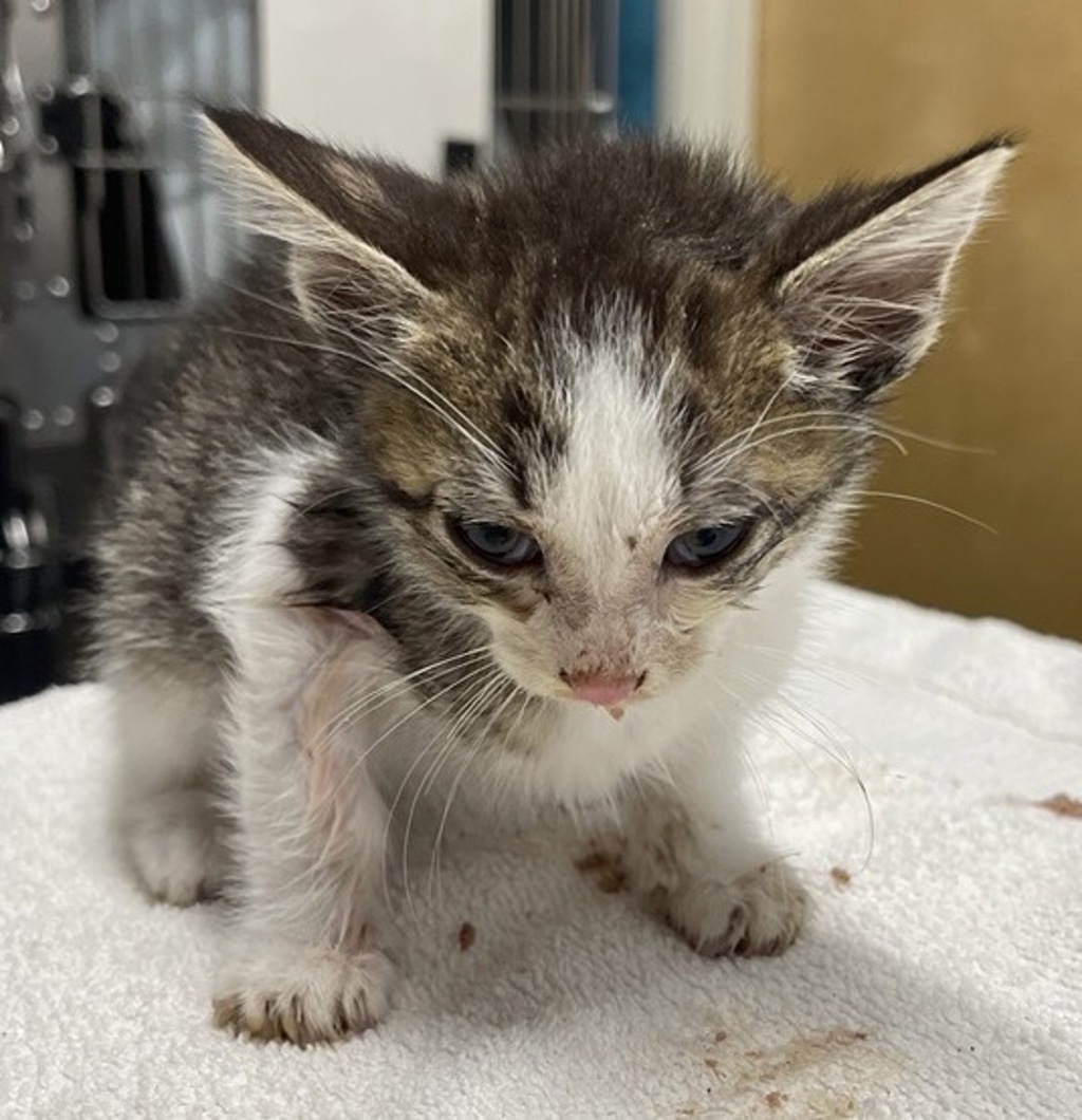 Shelter Stray Male Cat last seen Near Sycamore Drive, Vista, CA, 92083, Escondido, CA 92027