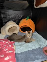 Shelter Stray Female Cat last seen Near Logan Ave, San Diego, CA, 92113, San Diego, CA 92110