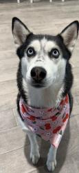 Reunited Female Dog last seen Quain Run Neighborhood , Midland, TX 79705