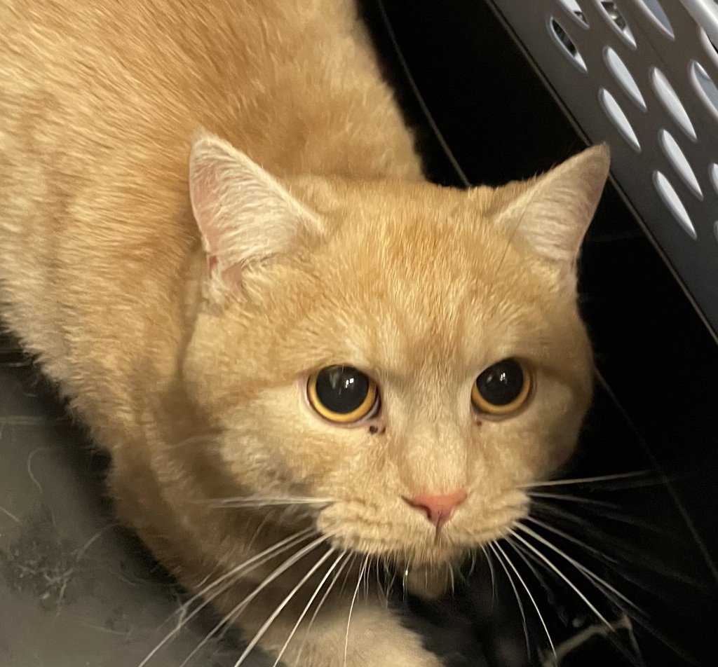 Shelter Stray Male Cat last seen Lot on Railroad Ave Santee, Santee, CA, 92071, El Cajon, CA 92020