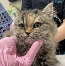 Shelter Stray Female Cat last seen Lot on Railroad Ave Santee, Santee, CA, 92071, El Cajon, CA 92020