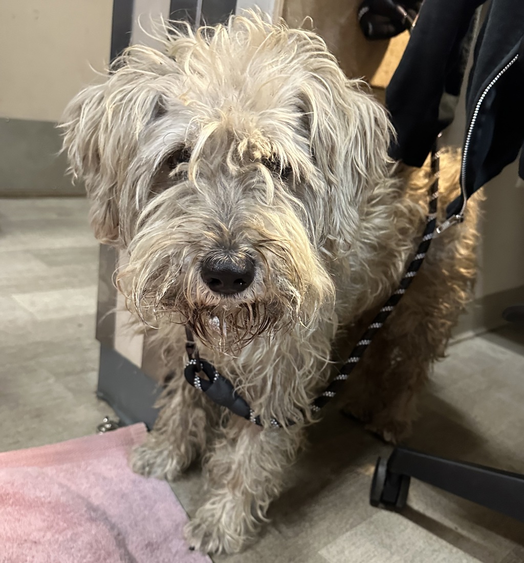 Shelter Stray Male Dog last seen 45th Street, San Diego, CA, 92105, San Diego, CA 92110