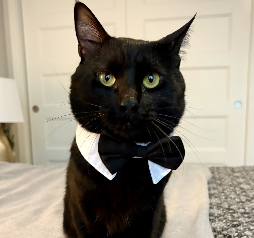 Shelter Stray Male Cat last seen SW Davis and SW 2nd Ave, OR, Troutdale, OR 97060