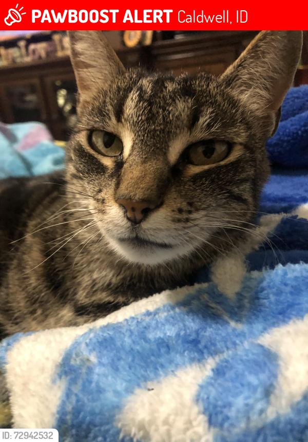 Lost Female Cat last seen Summitvue middle school, Caldwell, ID 83605