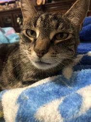 Lost Female Cat last seen Summitvue middle school, Caldwell, ID 83605