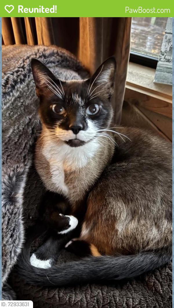 Reunited Male Cat last seen Venice Cs, Los Angeles, CA 90291