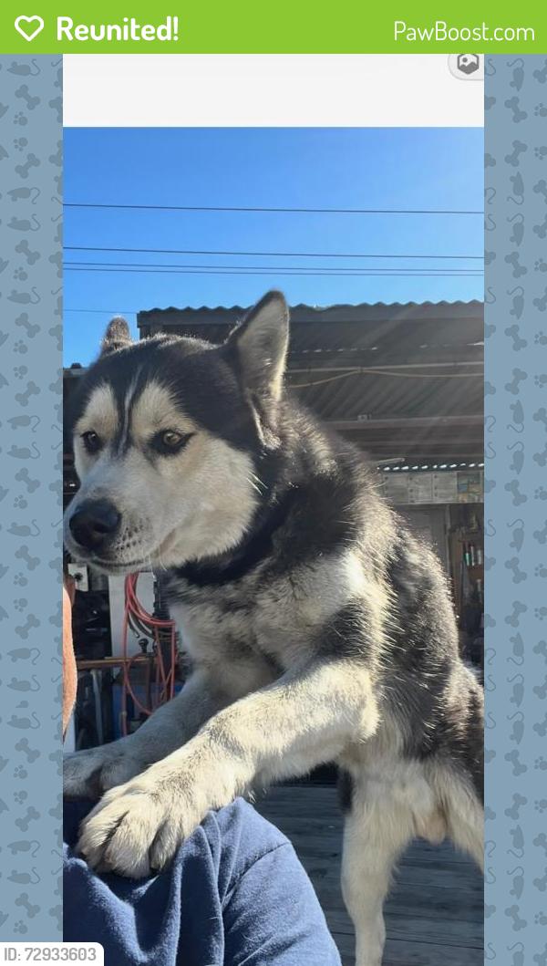 Reunited Male Dog last seen Longden ave irwindale ca, Irwindale, CA 91722