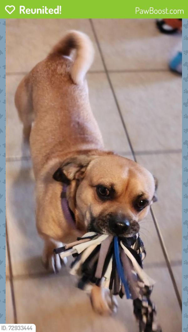 Reunited Male Dog last seen 29th / craycroft / 22nd st, Tucson, AZ 85711