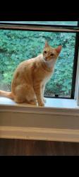 Found/Stray Male Cat last seen Park Rd, Charlotte, NC 28210
