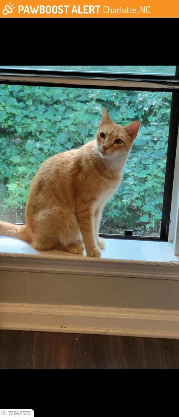 Found/Stray Male Cat last seen Park Rd, Charlotte, NC 28210